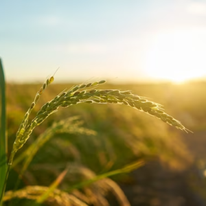 agriculture
